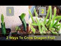 2 Ways To Grow Dragon Fruit