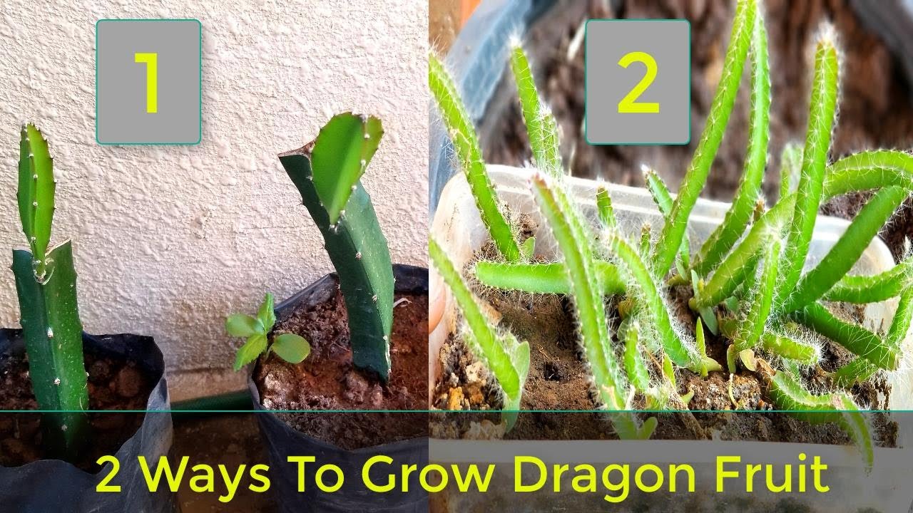 2 Ways To Grow Dragon Fruit