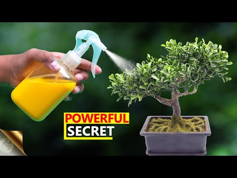 UNEXPECTEDLY THE MOST POWERFUL ORGANIC PESTICIDE FORMULA | Insecticidal Soap Salts + A Secret Recipe
