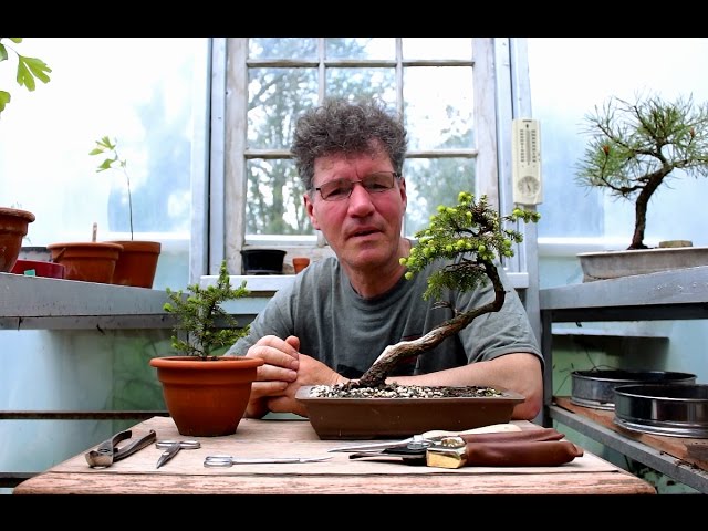 Three Spruce Bonsai Trees Part 1 May 17 Youtube