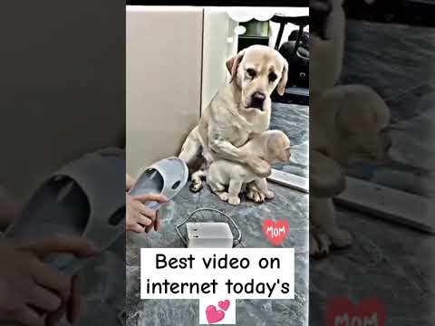 raspcat mom 👍 #youtubeshorts #shortvideo #viralvideo #youtube #foryou #mom #like #balachbugti #bugti