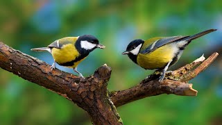 Birds Singing  Forest Birds, Birds Singing Relaxation is good for the nervous system