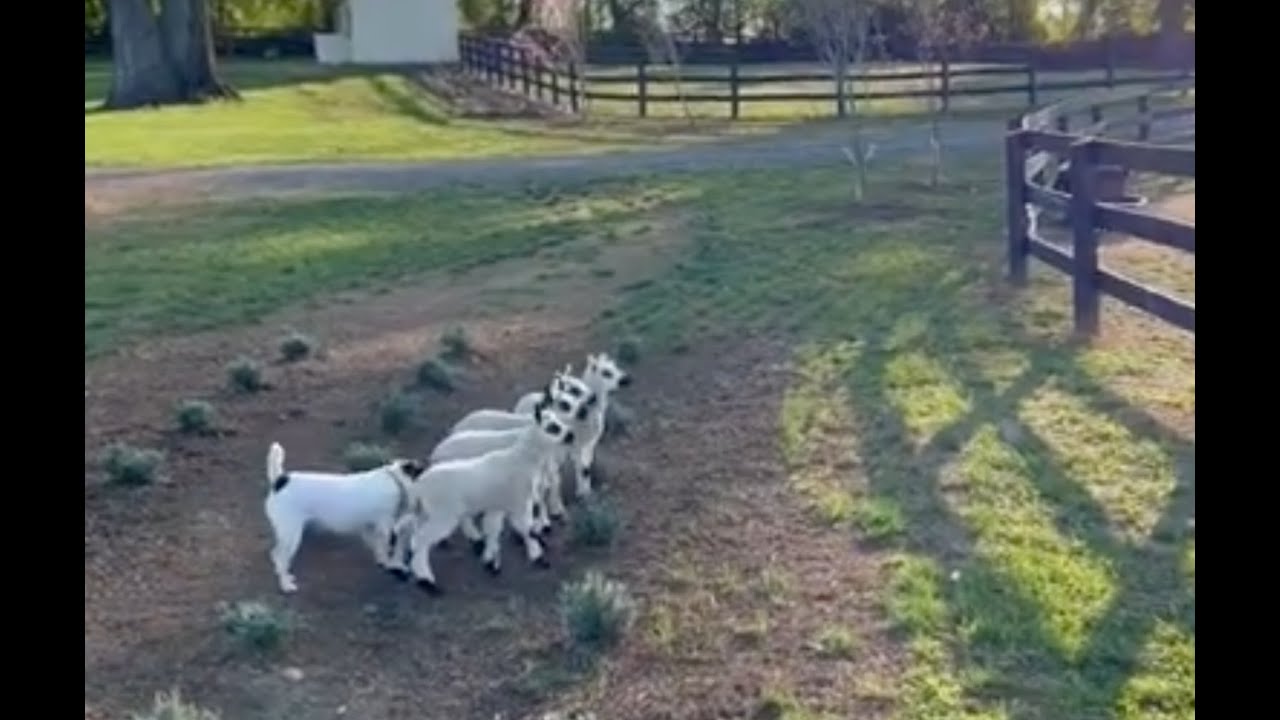 Kerry Hill lambs, oh the cuteness
