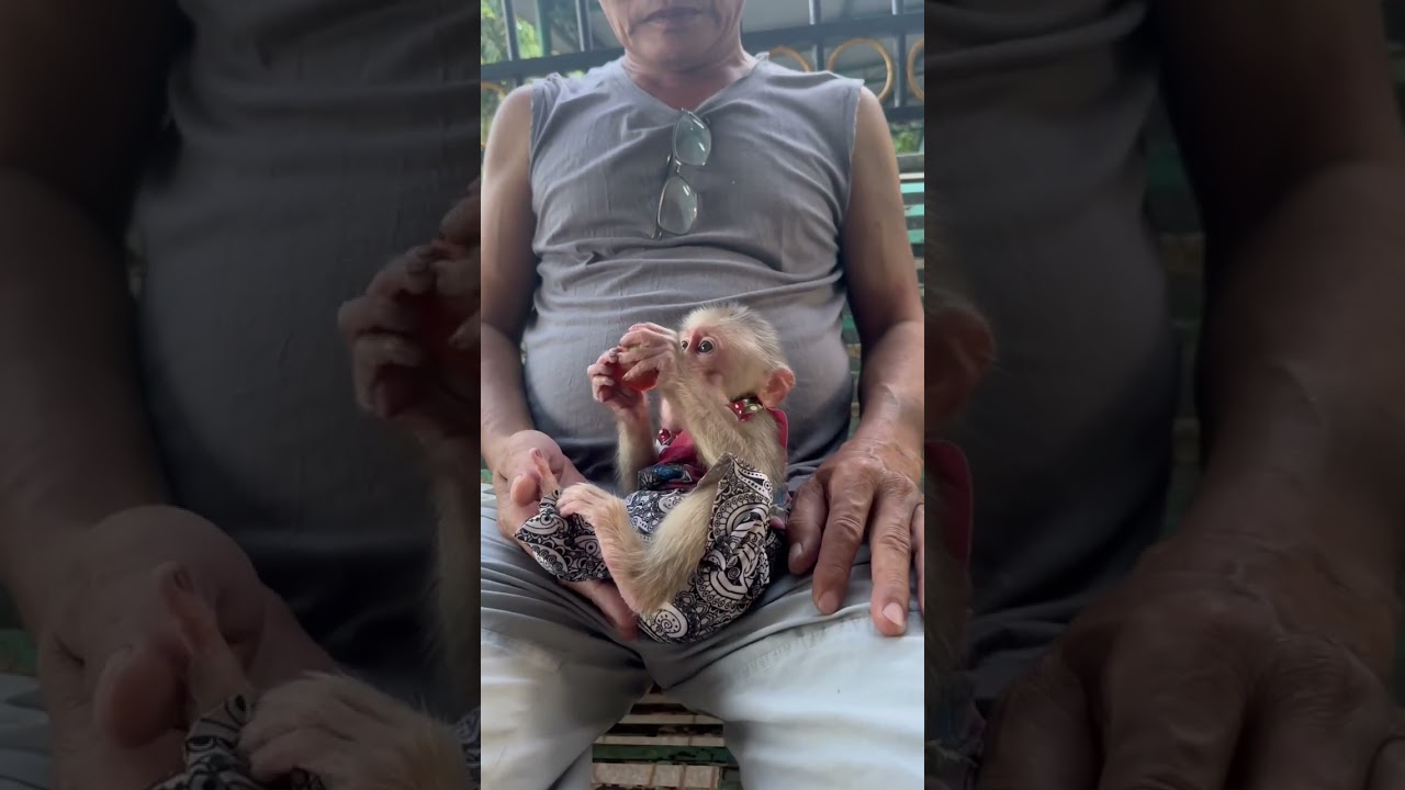 Monkey baby Theo's owner wants to pick him up 