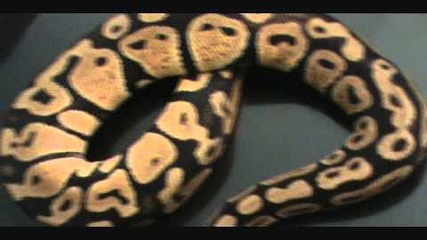 Ball Python may 2012 collection update