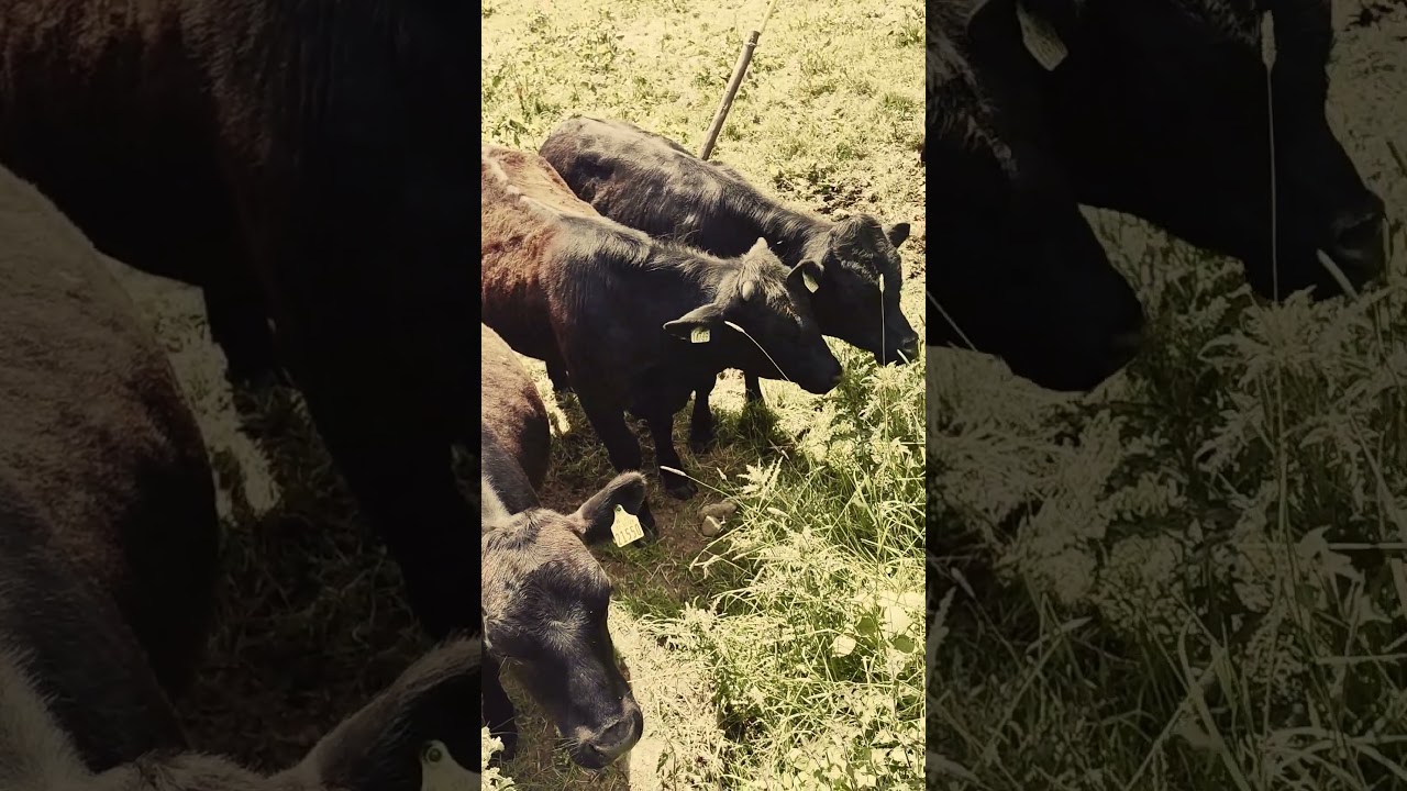 Bulls From Dusk till Dawn #cow #calves #bull #farm