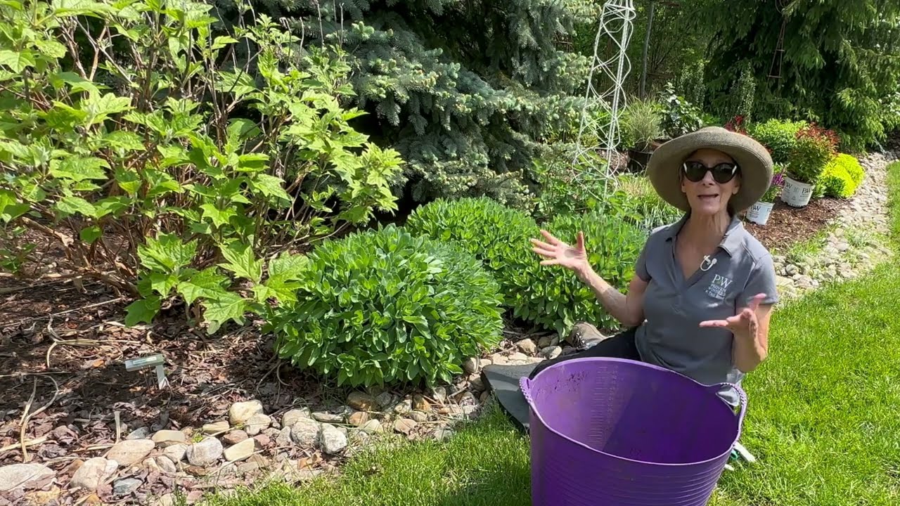 Pinching Back Herbaceaous Perennials or the Chelsea Chop as Some Call It! ✂️ 🍃🌼