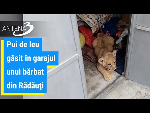 Pui de leu găsit în garajul unui bărbat din Rădăuţi