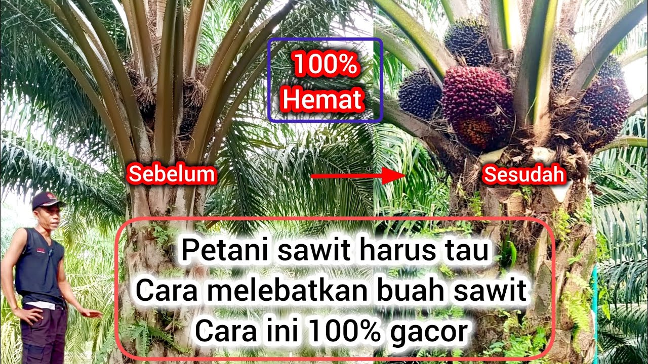 Rahasia dibalik buah sawit jadi lebat subur tanpa banyak modal dan tidak sia sia 