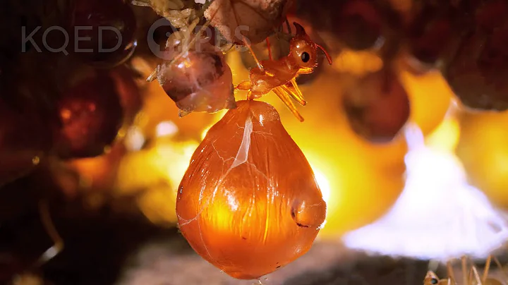 Honeypot Ants Turn Their Biggest Sisters into Jugs of Nectar | Deep Look