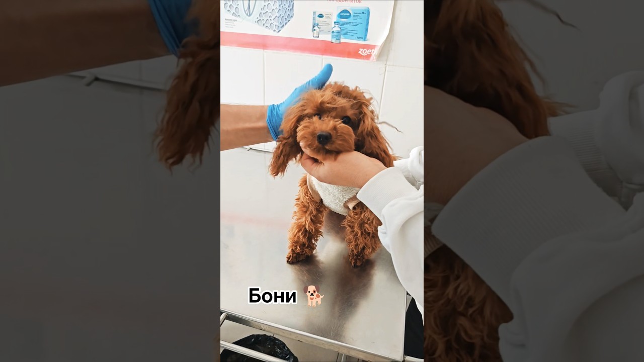 Сколько стоит этот пудель?🐕Кто угадает? 