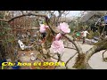 Chợ Hoa Tết 2024 - Về quê mua quất tứ liên đào nhật tân đón tết nguyên đán
