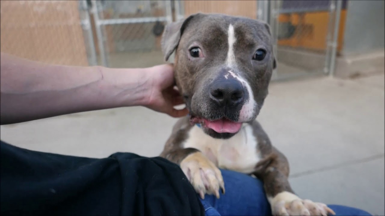 Ryder - A1120945 - Brooklyn ACC camera iphone 8 plus apk