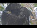 Lusa fights and does not give up window to wildlife eaglets cal  lusa  captiva florida eagle cam