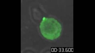 Transfer of an entire synaptic button from one T cell to another screenshot 5