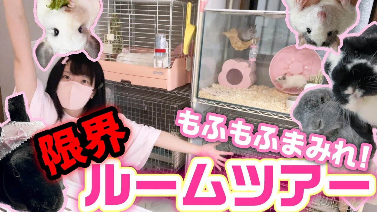 小動物🐰約30匹🐹限界ルームツアー🐭うさぎ チンチラ デグー ハムスター ファンシーラット(ドブネズミ)