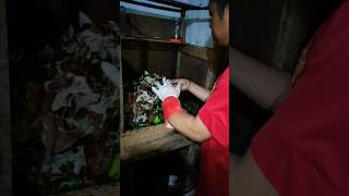 Bongkar sarang kroto