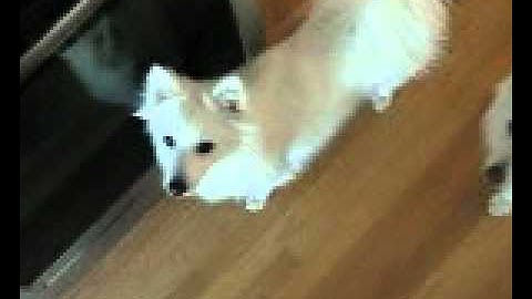 "Off The Couch" Dog Training Video