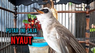 trucukan gacor TARUNG ROPEL PANJANG pancingan trucukan agar bunyi jadikan burung trucuk gacor NYAUT