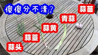大蒜神奇的一生，全身上下都能吃：蒜苗，青蒜，蒜黄，蒜薹，蒜头傻傻分不清？