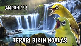 terapi pleci bikin ombyokan cepat ngalas