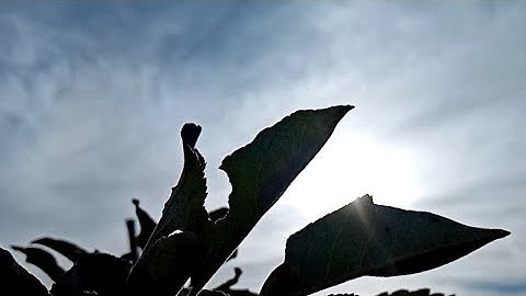 القرآن الكريم(سورة الملك) بصوت جميل