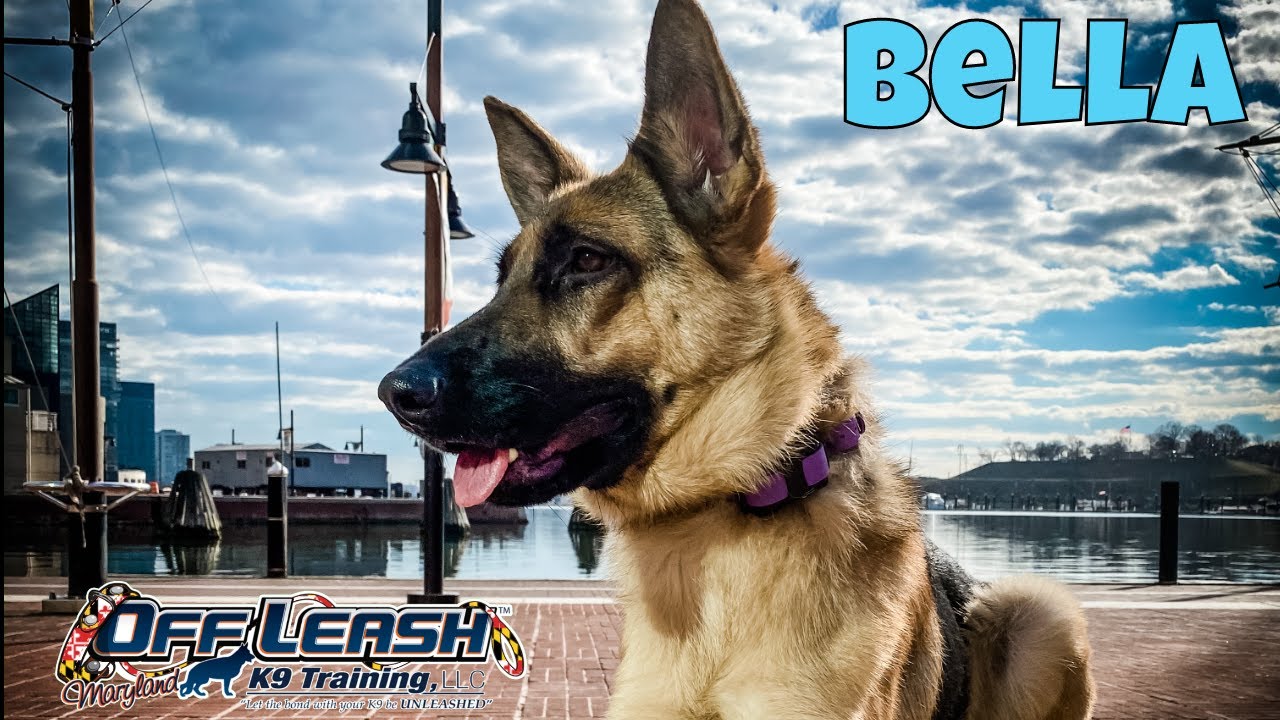 Best German Shepherd Dog TrainersBella's 2 week board and trainOff