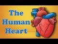 The human heart  aumsum kids science education children