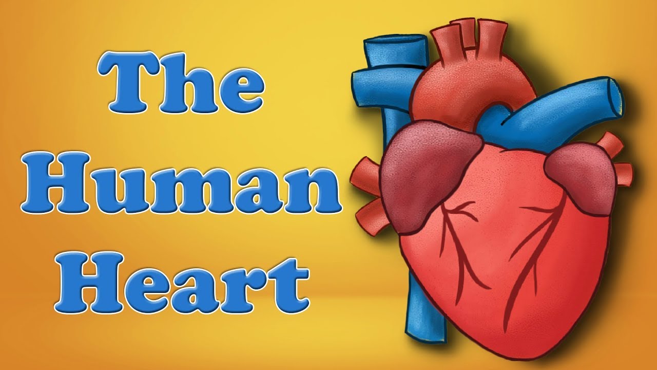 The Human Heart | #aumsum #kids #science #education #children ...