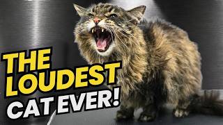 I Have Never Groomed a Cat This Loud 😂