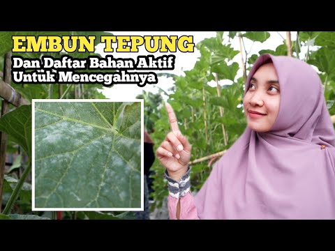 Video: Mengobati Jamur Tepung Kacang Polong - Cara Mengatasi Kacang Polong Dengan Jamur Tepung