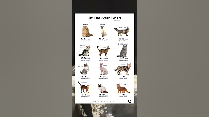 A macskák élettartamának diagramja: Meddig élnek a macskák? 🐱📊