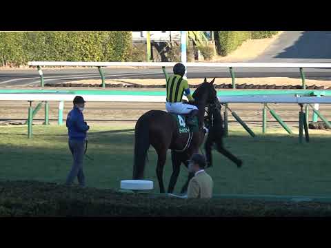 2022 第71回日刊スポーツ賞 中山金杯 GⅢ 本馬場入場 現地映像　レッドガラン