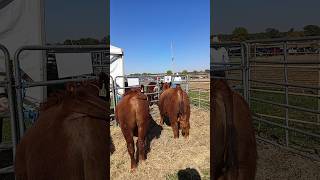 ¡¡LA PURA CAJETA VA A LA SUBASTA EN RANCHO BUENAVISTA!!