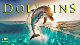 Dolphin Dreams: Beneath the Azure Waves 4K ~ Animals (Relaxing Music)