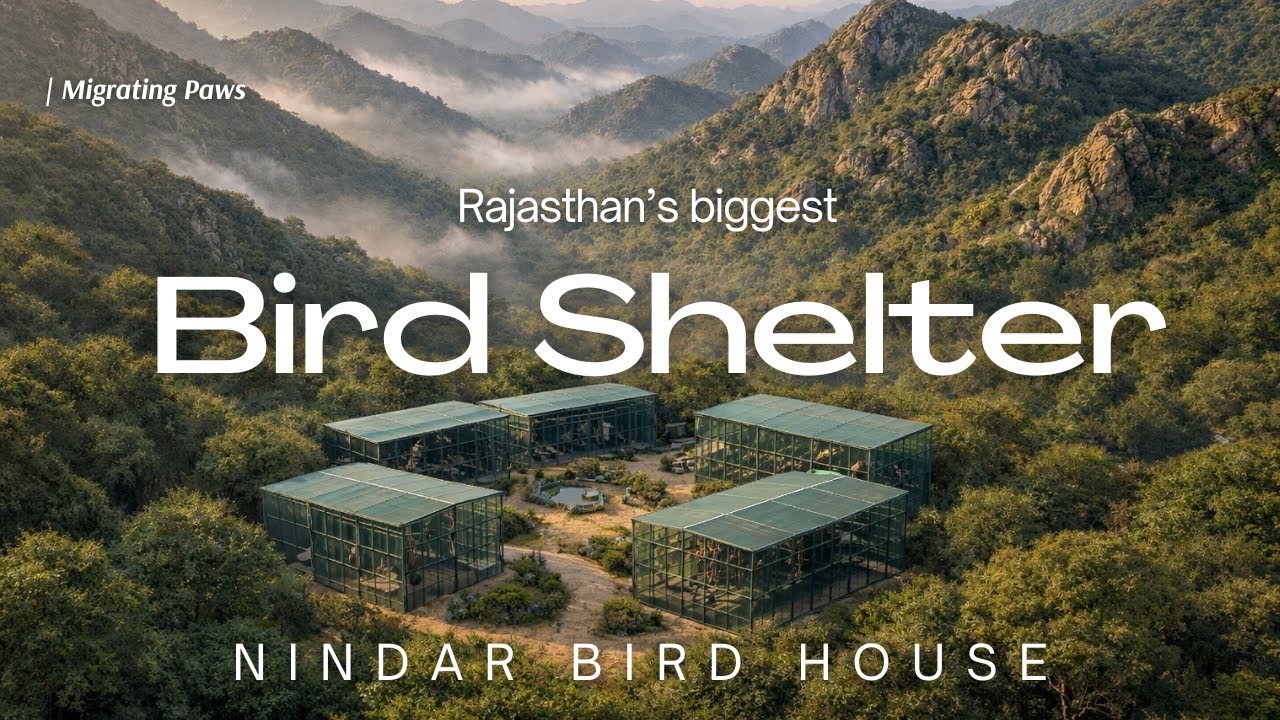 Finally! Our New Bird Shelter Revealed!