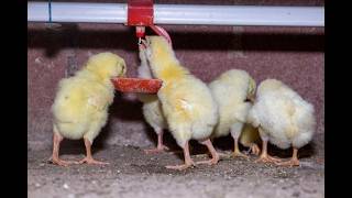 How To Make Chicken Water Feeder At Home I Aseel Chicks I Diy Ideas