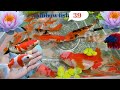 Serok Ikan Hias, Ikan Warna Warni Dalam kolam, Ikan Mas Koki, Ikan Koi, Ikan Komet , IkanCupang #39