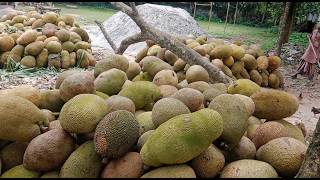 কাপাসিয়ার সেরা কাঠাল যাচ্ছে দেশের বিভিন্ন স্থানে | SBN News screenshot 2