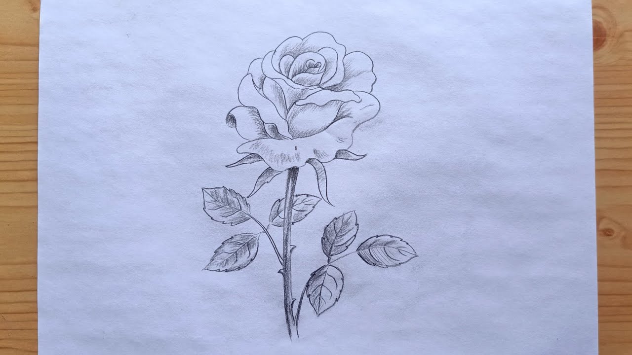 How to draw draw Rose | Pencil drawing for beginners - YouTube