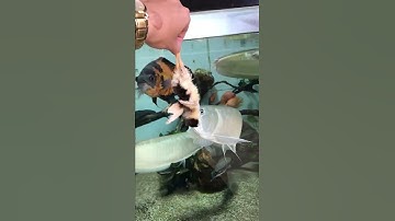 Cá rồng ngân long khủng luốt chửng con gà.