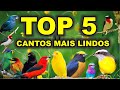 Os 5 pssaros com o canto mais lindo do brasil