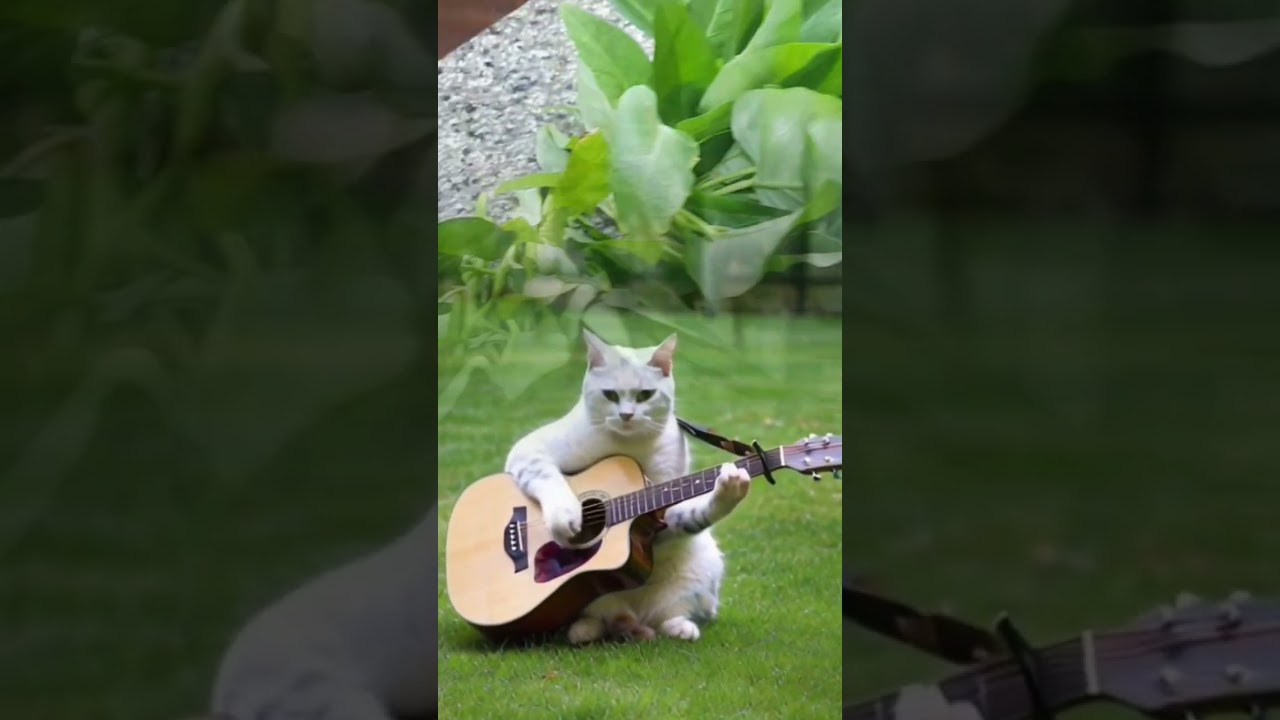 Love this kind of music  #tom #shorts #shortvideo