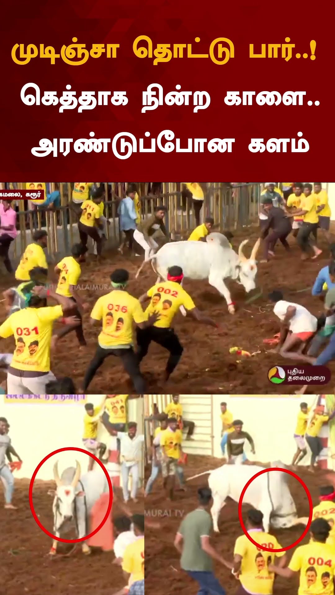 முடிஞ்சா தொட்டுப் பார்..! கெத்தாக நின்ற காளை..அரண்டுப்போன களம் | #shorts | #jallikattu | #bulltame