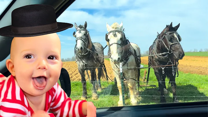 We Need Amish Assistance! ***BUT FIRST BRECK NEEDS...