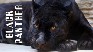 Black Panther - Black Panther Animal.