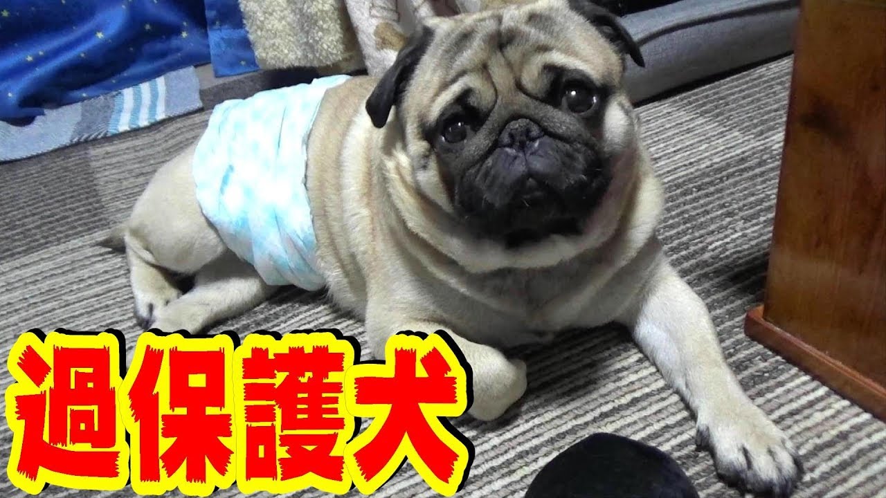 Funny and Cute Pug Videos From Japan | The pug listening to papa's