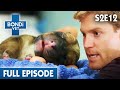 🐶 Saving Puppies Late Night | FULL EPISODE | S02E12 | Bondi Vet