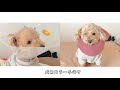 節約手作り。犬用カラー。モカが上皮性腫瘍に。。。明後日手術。急遽カラー作り。【犬用カラー】【手作り】【プチプチ】【ストール】