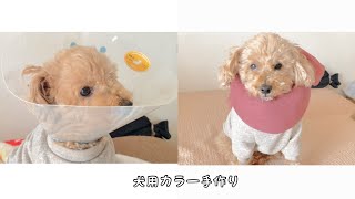 節約手作り。犬用カラー。モカが上皮性腫瘍に。。。明後日手術。急遽カラー作り。【犬用カラー】【手作り】【プチプチ】【ストール】